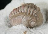 Cordania & Kainops Trilobite Association - Oklahoma #15917-3